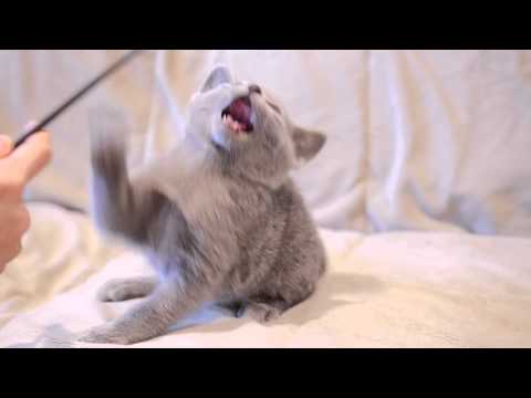 olga baranova russian blue