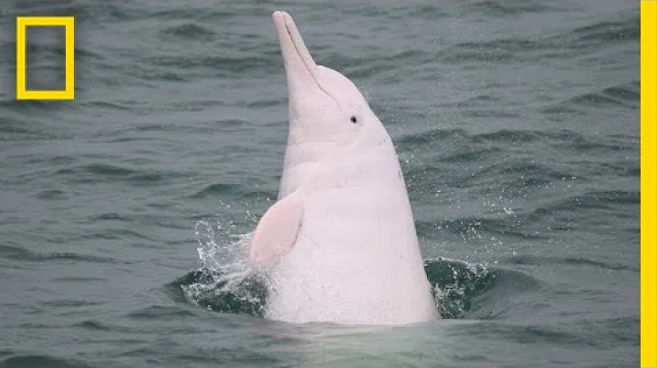 Pink Dolphins Are Real—and Disappearing From Hong Kong | National Geographic - DayDayNews