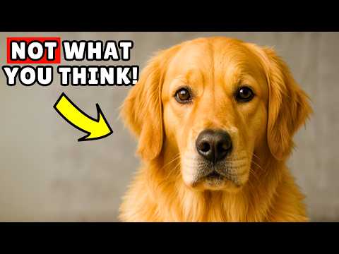 Golden Retrievers 22 Must Know Facts The Good The Bad
