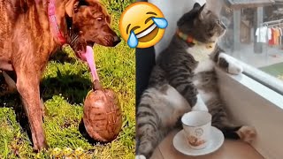 Funny Cats and Dogs : Adventures of Joyful Animals