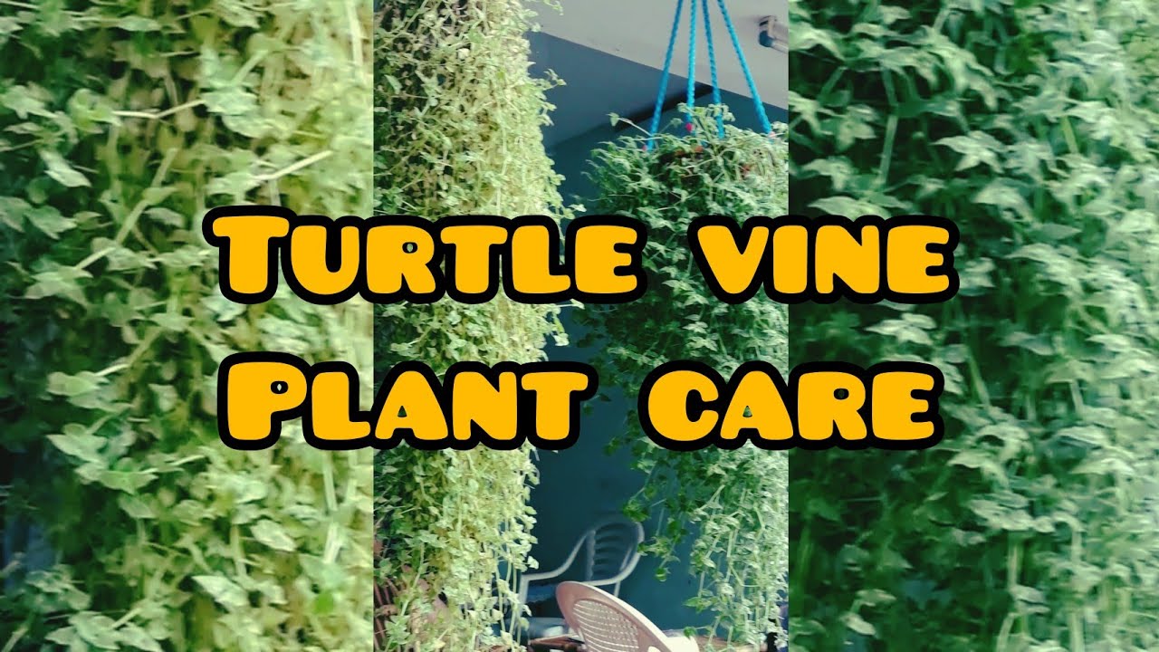 Turtle vine plant care