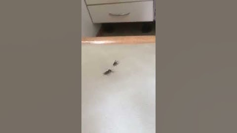 Három legyet egy csapásra