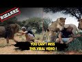 Viral Video: Lion hugs man, breaking off a glacier, looting of cigarettes