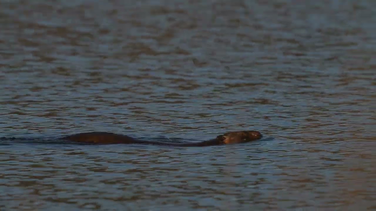 A North American Beaver sounds a warning by slapping its tail, then dives on a northern USA pond