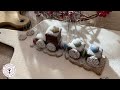 Lokomotive aus Süßigkeiten basteln! / Rezepteecke / Woolhouse.de