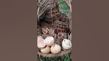 #سورة_الإخلاص #ikhlas #egzonibrahimi #birds #unfrez #nature