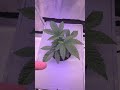 New Money Pheno Hunt: Living Soil vs. DWC – Die Unterschiede sind krass!​ #garden