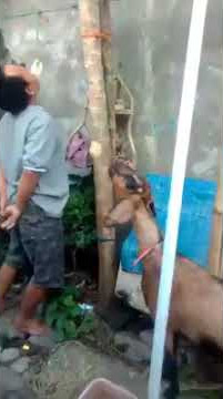 Lomba makan kerupuk dengan kambing siapakah pemenang nya ?