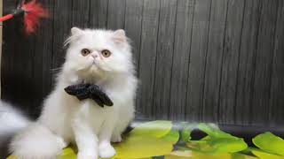 Cute Persian Kitten in a Luxurious White Fur Coat Zhan by Lapa.shop: Pedigree Pets for You 2 views 3 days ago 32 seconds