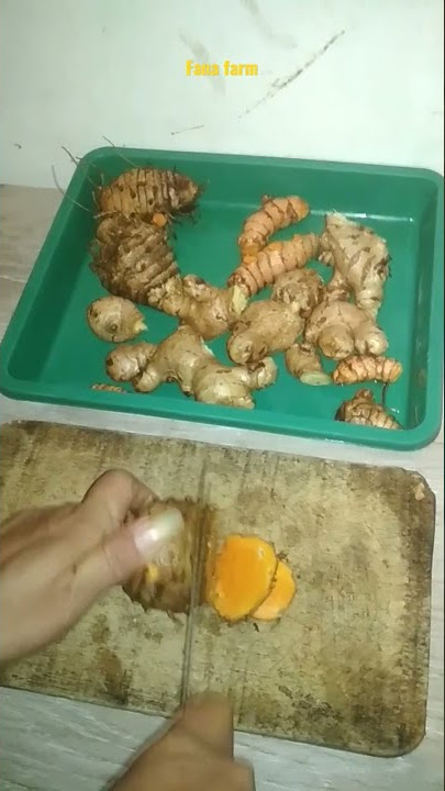 [PART 1] cara membuat jamu untuk ayam kesayangan