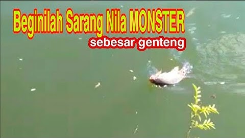 Tercyduknya Nila Babon Waduk Malahayu || Mancing Nila Umpan Lumut