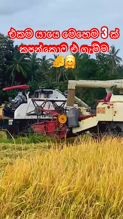 එක යායෙ මෙහෙම 3 ක් කපන අය ඉන්නවද?😎🤗 #farmingtraditions #agricultura #farming