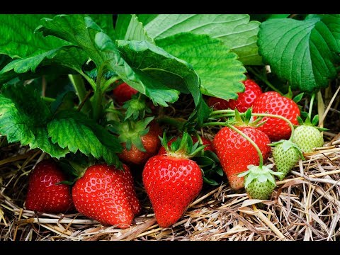 How to Get Free Strawberry Plants From Store Bought Strawberries