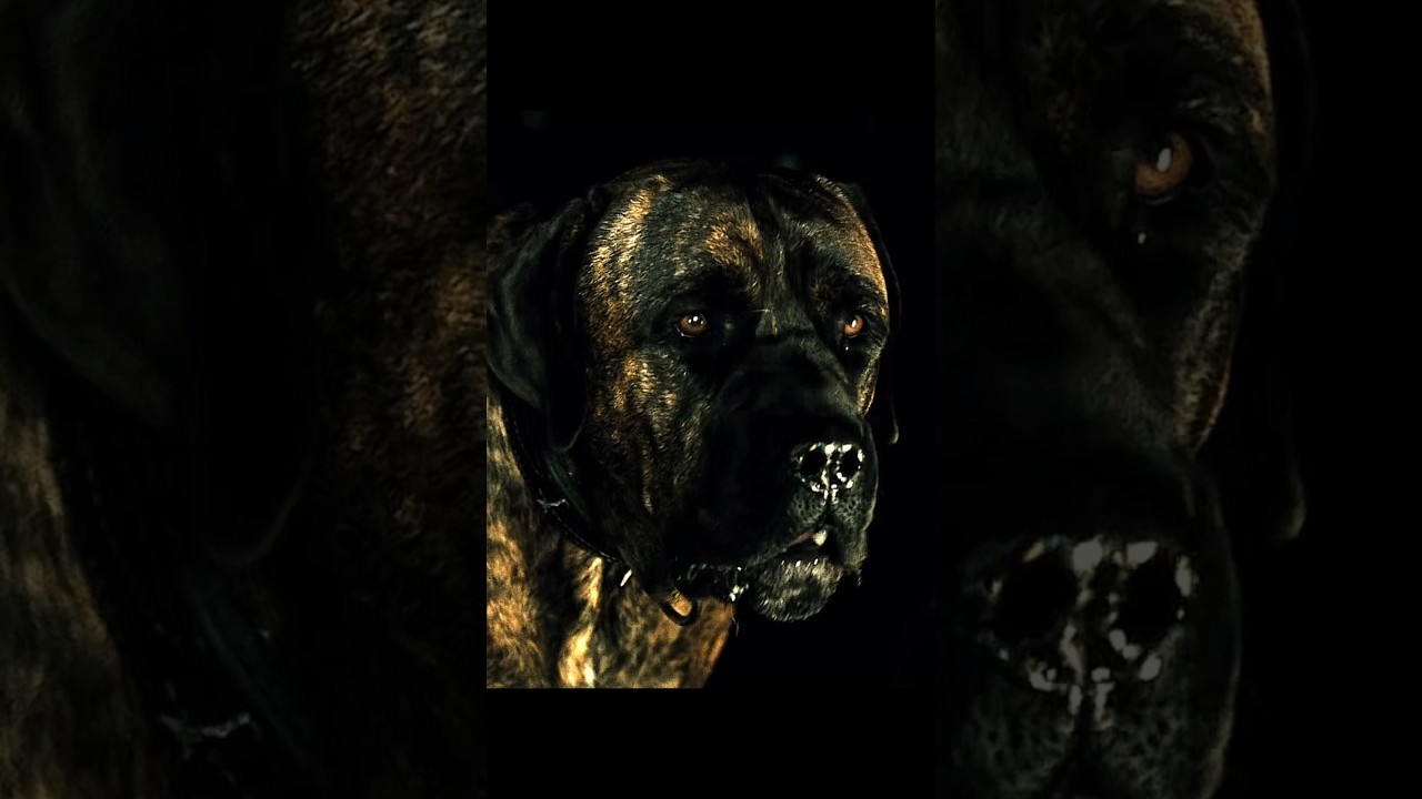 Trained To Be Killers💀🐶 #movies #shorts