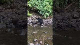 Black bear in the process of passing multiple parasites