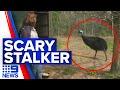 Cassowary stalks hikers in Queensland's north | 9 News Australia