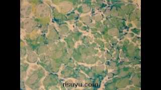 Урок Эбру от Школы Творческого Развития Личности Урок Эбру от Школы Творческого Развития Личности