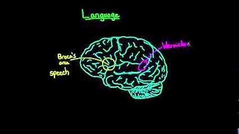 Language and the brain Aphasia and split brain patients