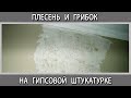 Гипсовая штукатурка что делать чтобы не появился грибок. Профилактика от плесени