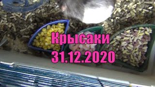 Крысаки 31.12.2020