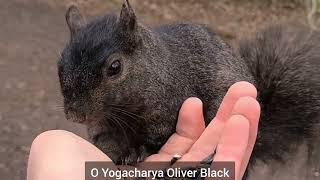 Serenade to a Spiritual Soul | Song for Yogacharya Oliver Black