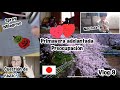 la primavera se adelanto+ cuestion de raza?+liquido milagroso quita estampas+JAPON