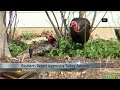 Aggressive turkeys spark concern in Madison neighborhood