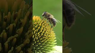 The life cycle of a HONEY BEE for kids🐝 Educational video for kids #kidsshorts #educationalshorts