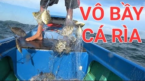 Giăng lưới trúng bầy Cá Rìa ở biển Ba Hòn Đầm