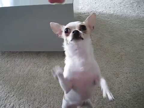 HYPER DOG! Chihuahua breakdance dancing! Going crazy cute after bath! (hond draait door)