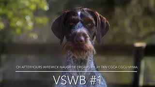 'Naughtie' CH Afterhours Wirewick Naughtie Dreams VSWB Submission (1/2) by Afterhours Kennel 27 views 2 years ago 1 minute, 33 seconds
