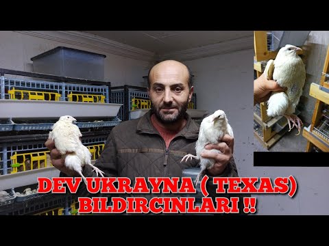 Video: Adakah buluh invasif di Texas?