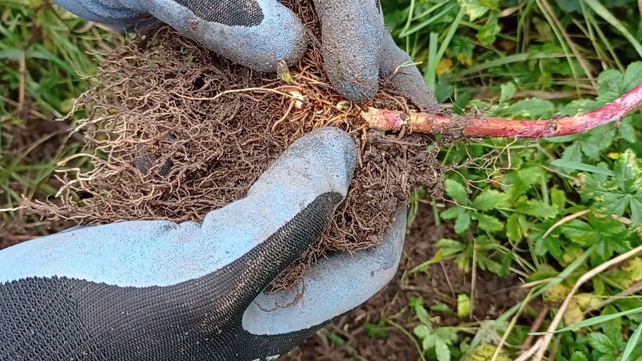 Transplanting of young plant of black raspberry YouTube