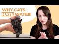 Why Do Cats Hate Water So Much? The Real Answer