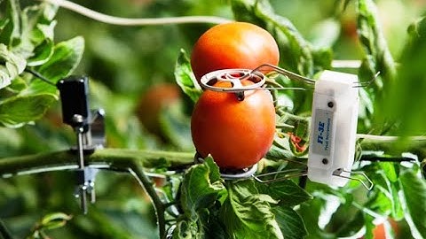 7 công nghệ nông nghiệp giúp Israel phát triển bền vững