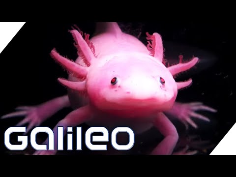 Video: Wann werden Axolotl aussterben?
