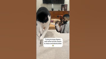 Trying to keep my funny tuxedo cat safe when all she wants is chaos and destruction 😹💗