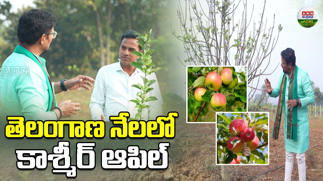 Kashmir Apple in Telangana Soil- ABN Agri#agriculture