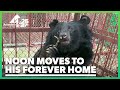 Moon bear Noon moves to his forever home