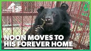 Moon bear Noon moves to his forever home