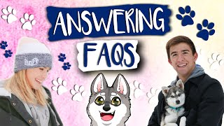 Klee Kai Dog Breeder Lets Kids Answer Your FAQ'S!! Did They Get It Right