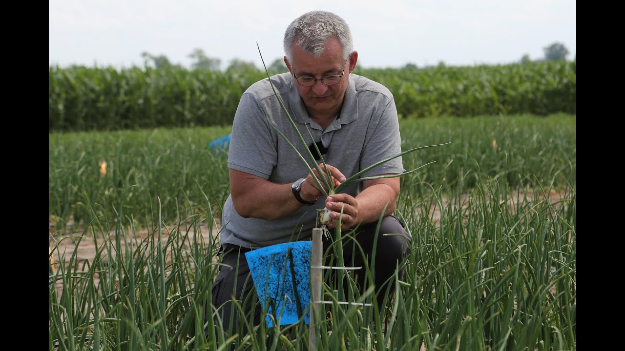 Czym, kiedy, jak skutecznie zwalczać wciornastki w cebuli?