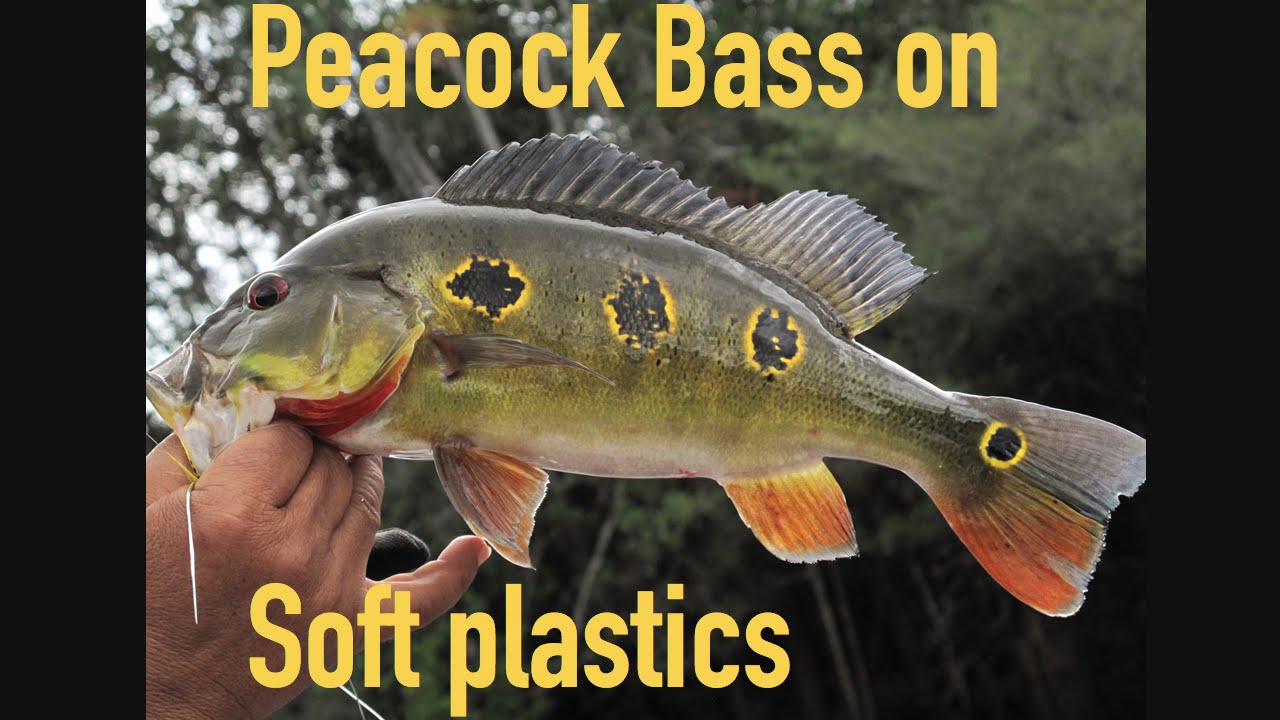 Peacock bass fishing with Soft Plastic Lures 