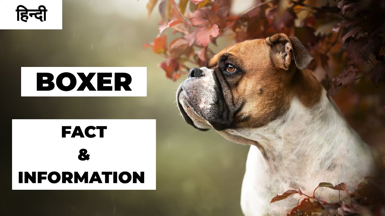 Boxer Dog Facts And Information In Hindi Dog Facts PET INFO YouTube boxer-dog-facts-and-information-in-hindi-dog-facts-pet-info-youtube