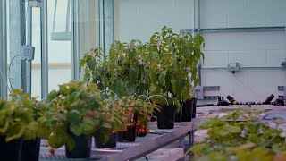 Cea Research Is Growing Wyomings Economy