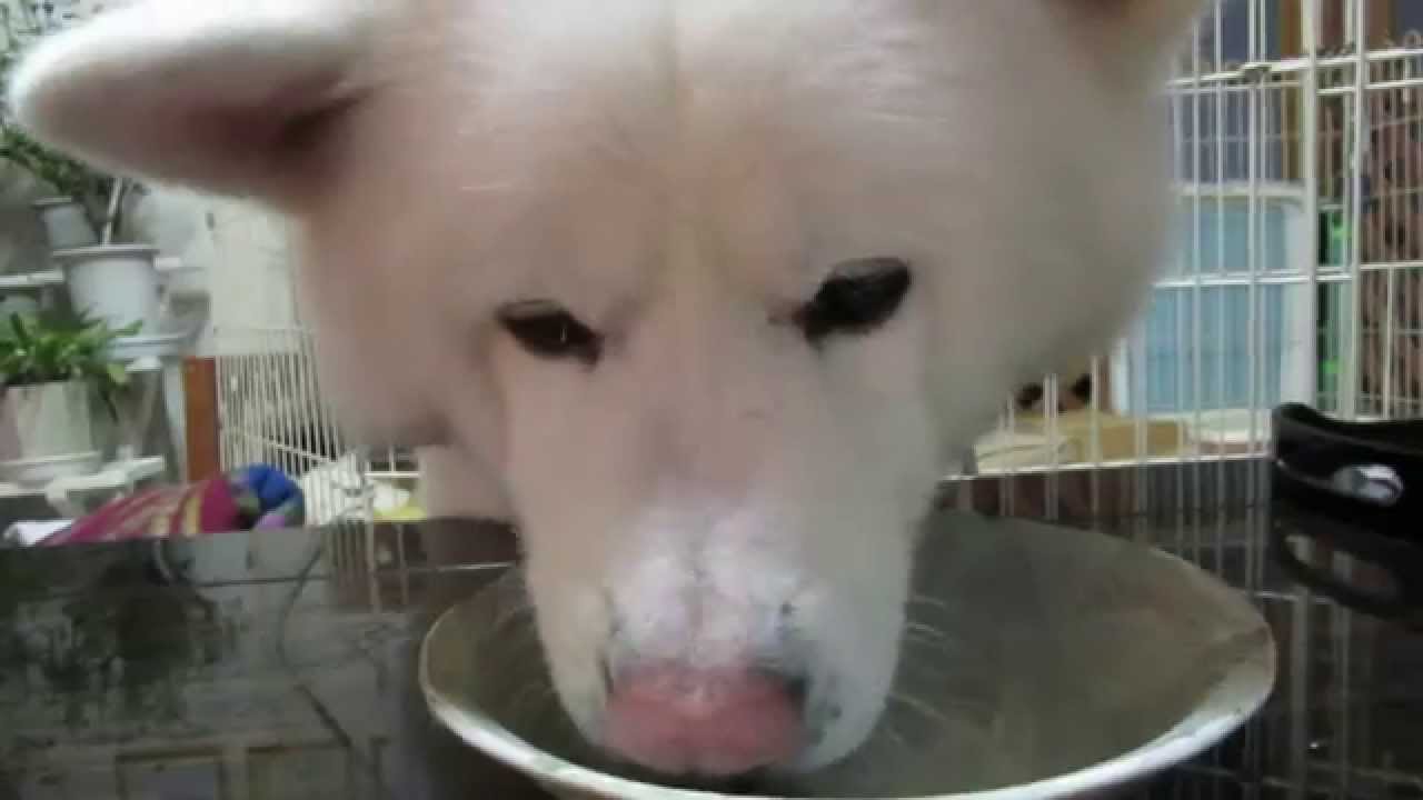 秋田犬げんき 熱々のうどんを頑張って食べる Akita Dog Youtube
