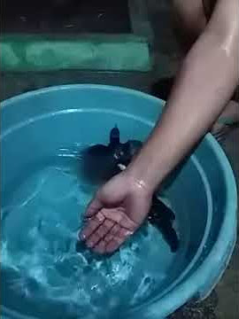 MENJINAKKAN MURAI BATU MUDA HUTAN