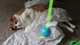 Cat Lays In Tissue Paper