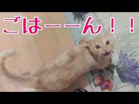 ご飯を早く早くと催促する猫