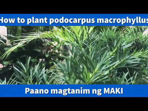 Paano Magtanim ng Maki / How to plant Podocarpus Macrophyllus